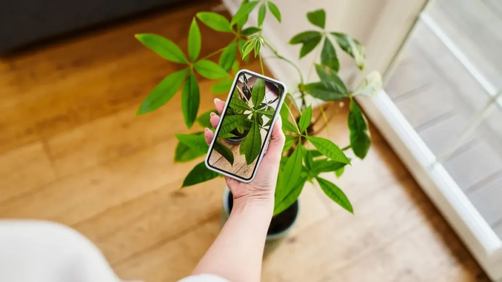 apps para identificar plantas