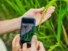 apps para identificar plantas