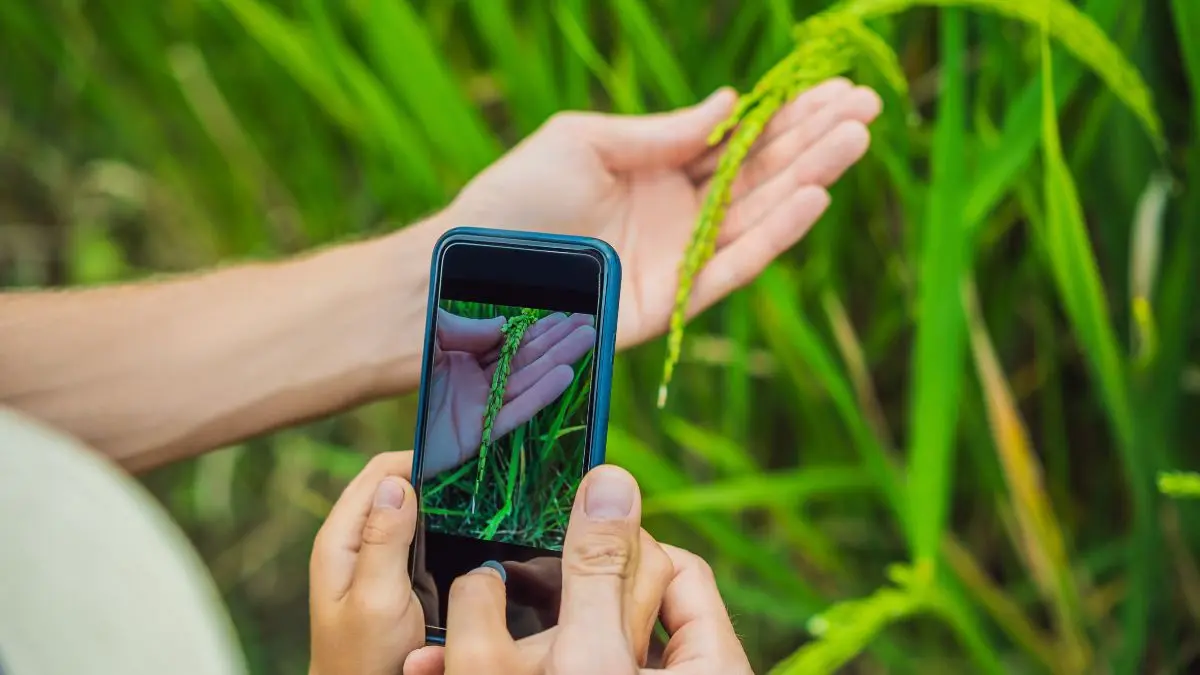 apps para identificar plantas